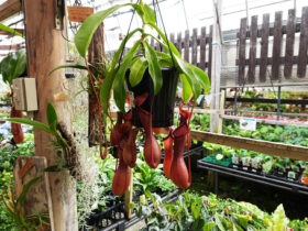 観葉植物５月の紹介