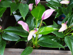 観葉植物５月の紹介