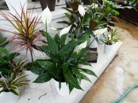 観葉植物５月の紹介