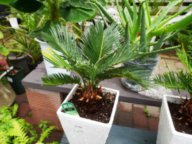 観葉植物５月の紹介