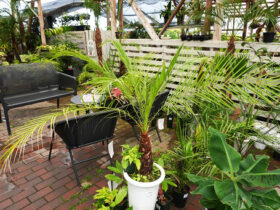 観葉植物５月の紹介