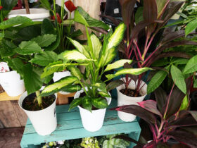 観葉植物５月の紹介