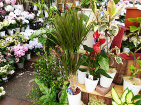 観葉植物５月の紹介