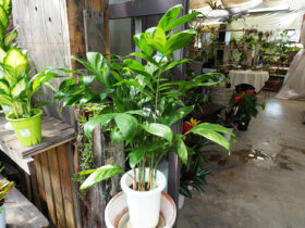 観葉植物７月の紹介