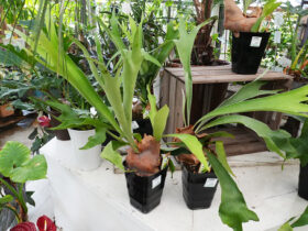 観葉植物７月の紹介