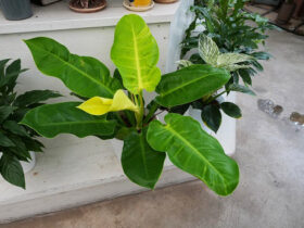 観葉植物７月の紹介