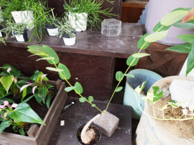 観葉植物７月の紹介