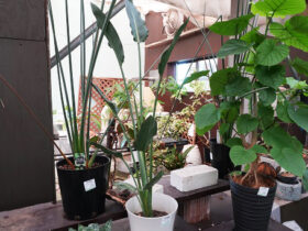 観葉植物７月の紹介
