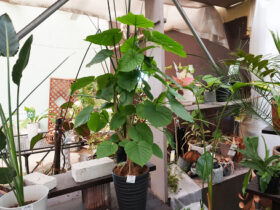 観葉植物７月の紹介