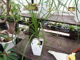 観葉植物７月の紹介