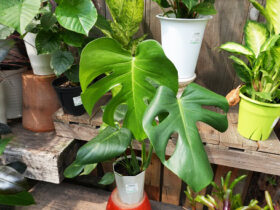 観葉植物７月の紹介