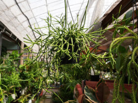 観葉植物７月の紹介