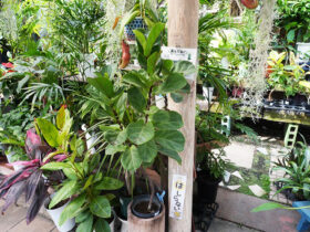 観葉植物７月の紹介
