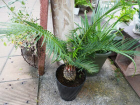 観葉植物７月の紹介