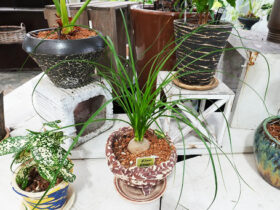 観葉植物９月の紹介