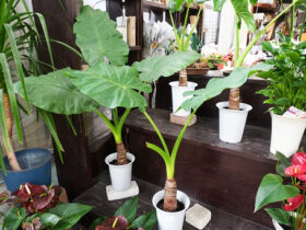 観葉植物１０月の紹介