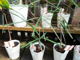 観葉植物１０月の紹介