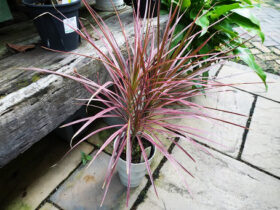 観葉植物１０月の紹介