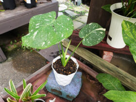 観葉植物１０月の紹介