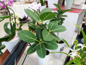 観葉植物１０月の紹介