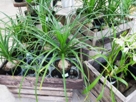 観葉植物１０月の紹介