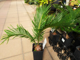 観葉植物１０月の紹介