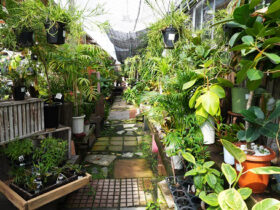 観葉植物１０月の紹介