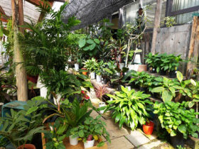観葉植物１０月の紹介