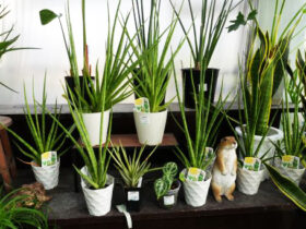 観葉植物１１月の紹介