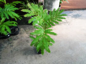 観葉植物１１月の紹介