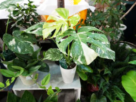 観葉植物１１月の紹介