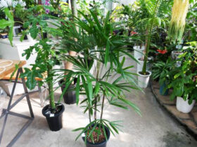 観葉植物１１月の紹介