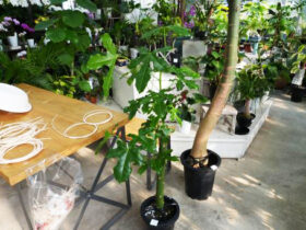 観葉植物１１月の紹介