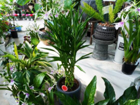 観葉植物１１月の紹介