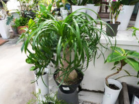 観葉植物１１月の紹介