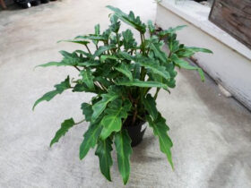 観葉植物１１月の紹介