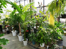 観葉植物１１月の紹介