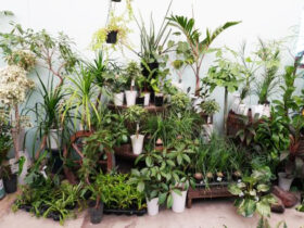 観葉植物１１月の紹介