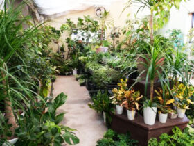 観葉植物１１月の紹介