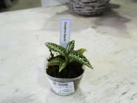 観葉植物１１月の紹介