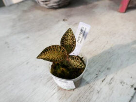 観葉植物１１月の紹介