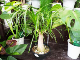 観葉植物１１月の紹介