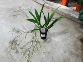 観葉植物１１月の紹介