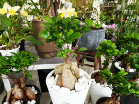 観葉植物３月の紹介