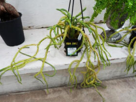 観葉植物３月の紹介