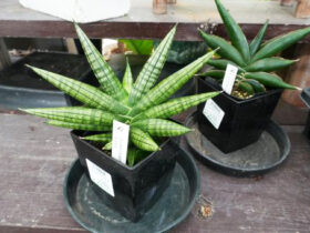 観葉植物３月の紹介