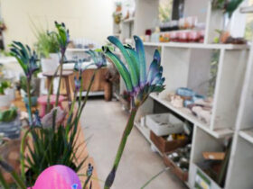 観葉植物３月の紹介