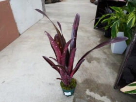 観葉植物３月の紹介