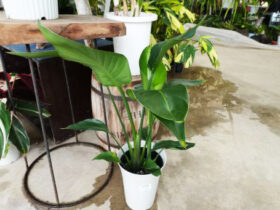 観葉植物３月の紹介