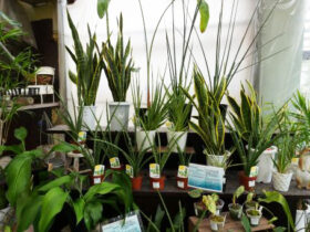 観葉植物３月の紹介